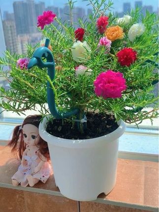 种花种的是喜欢,养的是快乐!#爱生活爱养花 #重瓣太阳花 #养花小知识 #太阳花孔雀开屏支架