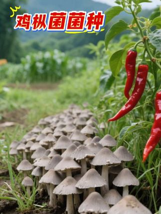 鸡枞菌菌包!人工种植鸡枞菌,正宗野生鸡枞菌菌 种重磅登场!又名伞把菇、三塔菌、品质纯正。无需专业场地,居家,新手也能种好它,阳台、庭院均可种植,轻松掌握培育技巧。待菌菇成熟,脆嫩爽口、无论是煲汤、凉拌还是油浸,都能复刻山野美味,让你足不出户畅享顶级食用菌的独特风味!#鸡枞菌#人工种植鸡枞菌#鸡枞菌菌种包#食用菌栽培#抖音助农扶农 #菌子的季节