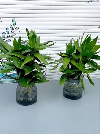 #好物推荐🔥养上一棵水培观音竹,一年四季常青常绿,浇浇水就能活,翠绿的叶片可以吸收空气中的有害物质!#富贵竹 #适合室内养的绿植 #净化空气