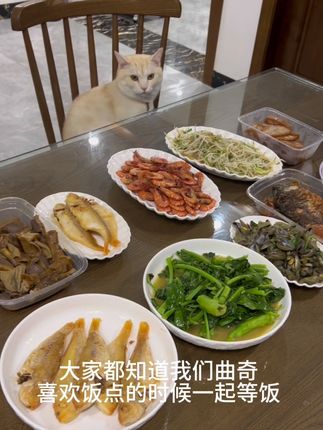 曲奇:谢谢妈妈酱#外星猫防掉毛鱼油 #曲奇渣渣碎 #猫咪的日常 #宠物vlog #毛孩子