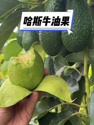 #农产品 #水果 #牛油果 #大自然的馈赠 #时令水果 ,牛油果有好多种吃法