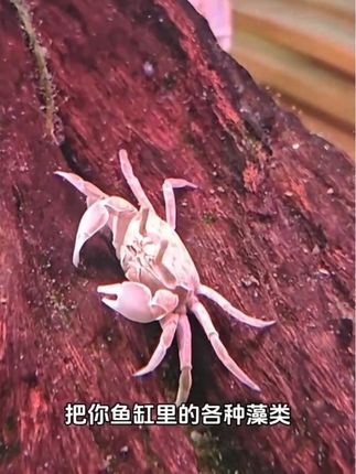 想要打造清爽干净的水族小世界?迷你辣椒蟹堪称“缸内清洁小能手”!别看它们身形迷你,清理能力却不容小觑。白天化身勤劳“清洁工”,主动搜寻缸底残饵、藻类和食物残渣,用精巧的螯足快速分拣清扫,轻松维持水质清新,为鱼儿伙伴们打造整洁的生活环境。夜晚则开启“萌趣模式”,悄悄探索缸内角落,偶尔举起螯足“比心”,憨态可掬的模样让人忍俊不禁。 它们适应力强,对饲养环境要求不高,无需复杂设备就能自在生活。既为水族生态默默付出,又能凭借鲜艳外壳与俏皮姿态成为缸中焦点,兼具实用与观赏价值。无论是新手小白还是资深玩家,迷你辣椒蟹都是守护水族健康的贴心伙伴,让你的小鱼缸始终焕发勃勃生机!#水族 #养鱼 #养鱼日记 #观赏鱼 #迷你辣椒蟹