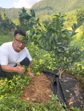 国庆放假把果园杂草除尽我也可以去远航啦!#三农#果园#除草#好物推荐#防草布