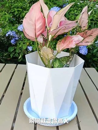 清仓捡漏!大号加厚菱形花盆家用天堂鸟专用钻石盆 简约菱形设计,加厚材质更耐用,加大尺寸适配天堂鸟等大型绿植。钻石切面造型自带高级感,摆客厅、阳台都百搭。清仓福利价来袭,错过再无!厚实不易裂,透气不烂根,给绿植安稳“家”,现在入手超划算~#花盆 #透气花盆 #花盆推荐 #爱生活爱养花 #超便宜超划算