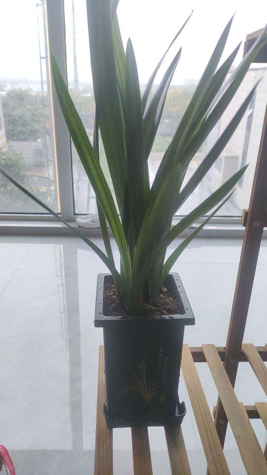 这个兰花确实不错。厂家也很负责,给了六七颗。花盆也很美观。兰花的叶子非常厚实。#我在抖音买买买