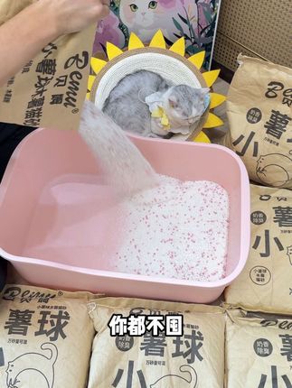 木薯砂就选大包装的,关键十斤到手才这个价,还没甲醛跟粉尘!#猫砂测评 #木薯猫砂 #猫砂推荐
