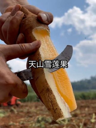新鲜现挖的天山雪莲果来咯~ 表皮金黄光滑,果肉雪白脆嫩,咬下瞬间清甜汁水四溢,口感细腻无渣,仿佛把整片雪山的清爽都含在了嘴里。生食可当水果,煲汤能添清甜,做糖水更是润燥佳品,百搭吃法超治愈! 富含膳食纤维和低聚糖,健康轻体无负担。现挖现发冷链运输,新鲜直达餐桌。无论是居家常备,还是馈赠亲友,都是自然纯粹的味觉~ #天山雪莲果 #自然馈赠 #健康轻食 #新鲜直达 #雪域珍品