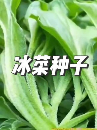 #冰菜苗子 #冰菜苗 #冰菜苗冰菜种子 #冰菜苗种植 #三农