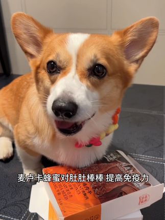 还原《爱犬长寿密码》中肉干的制作方法 养出长寿小狗 趁活动赶紧多囤点!#柯基 #狗狗 #萌宠 #萌宠成精了 #萌宠出道计划