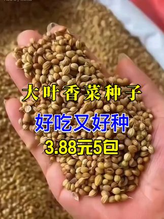 香菜还是自己种的好!新鲜又省钱,方便又又吃也吃不完#在家种菜 #新࿆鲜࿆采࿆摘 #家庭种植纯天然绿色蔬菜 #大叶香菜种子@DOU+小助手