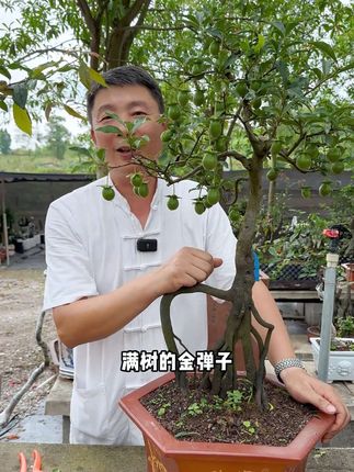 金弹子去年结了果,今天一个果果都没有,其中原因之一就是肥料没有施对施足。想要你家的金弹子年年都开花结果,这个一定要用起来哦#金弹子 #盆景 #施肥 #开花结果 #三农