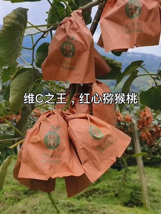 一口咬下满嘴甜!高原新鲜奇异果尝鲜啦 #一口甜到心尖!这颗红心猕猴桃凭什么这么牛?