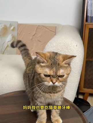 #萌宠 #猫零食 #新手养猫 #猫咪零食冻干 #新手养猫避坑指南