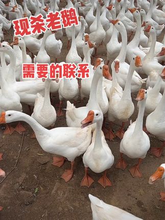 鲜美老鹅,今晚餐桌上的惊喜! 今天又宰了只大鹅!想吃正宗农家放养的老鹅?赶紧来看看吧!#生鲜#鹅#抖音美食#下酒菜#被新农人的打卡视频馋到了