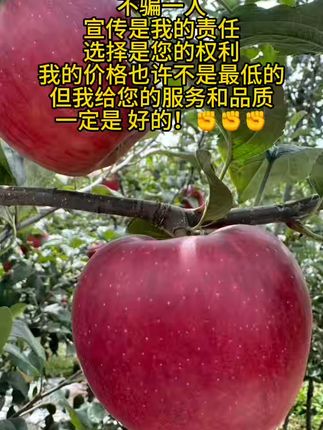 脆甜多汁昭通苹果,坏果包退不怕亏! 今天下午四点半开始发货了!有运费险哦~收到货不满意还可以退哈!#优质农产品#苹果#新鲜采摘#脆甜多汁#各省丰收战队申请出战