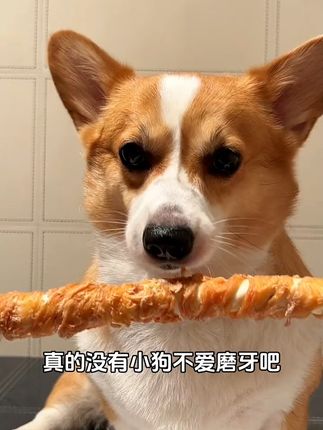 狗狗磨牙不再愁,青新口气超满足!#萌宠好物 #狗狗磨牙棒 #宠物零食 #狗粮推荐 #狗狗零食