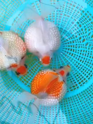 谁懂珍珠金鱼的可爱啊!!! ~#萌宠好物 #观赏鱼 #水族 #养鱼 #新手养鱼