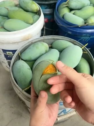 广西百色原产地直发树上现摘大桂七香芒超薄核甜丝丝芒果 #广西百色精品大桂七#夏日必备 #原产地直发#甜品美食 