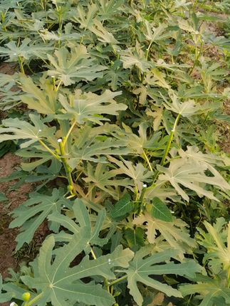 在家就能吃到新鲜无花果!金傲芬波姬红紫色盆栽果树 无花果种植基地#果树苗木供应 