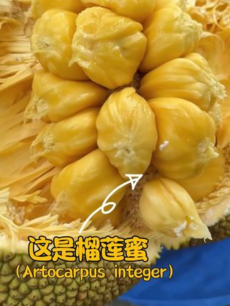 这颗水果不讲武德!明明长得像刺猬, 内心却甜到犯规! #榴莲蜜 #热带水果 #抖音美食推荐官 #抖音美食创作人