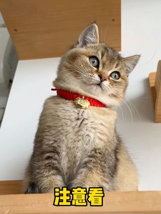 薄荷猫饼干,磨牙又健康,包邮到家! #冻干 #猫零食 #猫咪 #猫冻干 #冻干零食