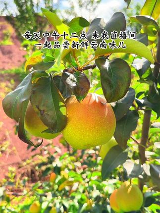 想吃一口来自云南的美味火把梨吗?#三农 #云南特产 #火把梨 #新鲜应季水果 #快来一起尝个鲜