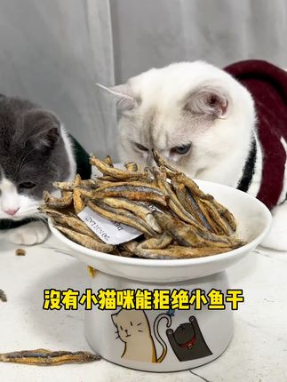 #猫咪零食 #猫咪冻干推荐 #猫咪磨牙零食 #养猫人
