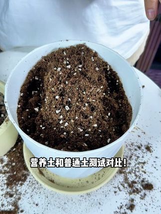 营养土和普通土的区别 #营养土 #泥炭营养土 #通用营养土疏松透气营养丰富 #种植 #种植土疏松透气
