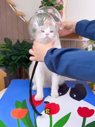 猫咪打架不再怕,戴上这个头套秒变和平使者! 家里有毛孩子一定要备一个!这个小物件能防止它乱啃东西、打闹受伤!#猫咪#萌宠好物#养猫新手#新手养猫#伊丽莎白圈猫