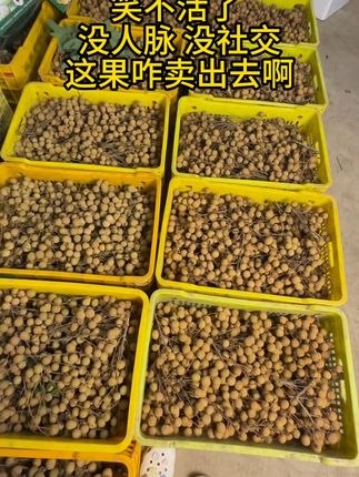 鲜甜多汁!广东石硖龙眼现摘大果整箱送亲友超满足 今天下午去果园收了满满一车的新鲜水果!有需要的朋友赶紧下单吧!!#水果 #龙眼