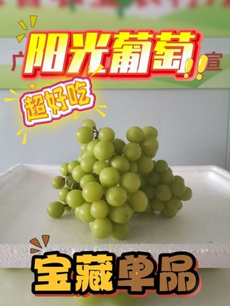 鲜脆无籽葡萄,一口咬下全是玫瑰香! 今天又是一个忙碌的一天!下午去果园收果了~晚上回家吃水果啦!#新鲜应季水果 #新鲜采摘 #快来一起尝个鲜 #阳光玫瑰葡萄#惠州葡萄采摘园