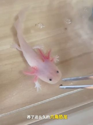 家里养蝾螈?这款沉底鱼食超适合!包邮哦~ 今天有粉丝说想买这种食物但是不想花运费,我来给大家解决啦!#萌宠的夏日躺平大赛#当我给猫猫换上那些抽象配饰#想拥有胡兵家小猫的蒙古袍#埃及版傲娇喵也太可爱了#想去贾乃亮公司撸猫