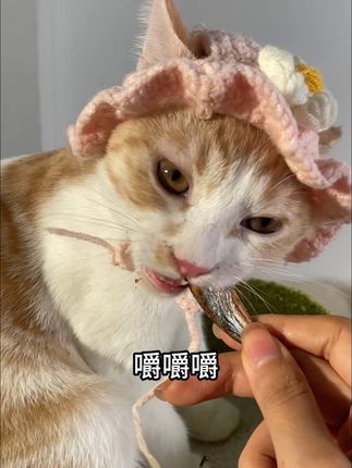 猫咪爱不释口!冻干多春鱼包邮到家 #猫咪 #萌宠好物 #宠物零食 #猫冻干 #冻干零食