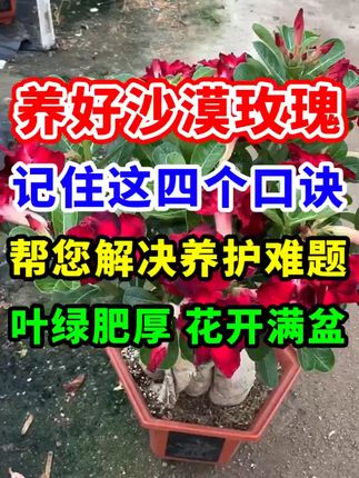 想让沙漠玫瑰长出大肚子吗?并且开花爆花爆盆吗? #沙漠玫瑰#养花小技巧 #花卉绿植