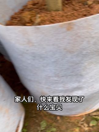 种花养树超方便!控根神器包邮到家 今天下午四点半开始发货了!有需要的朋友抓紧下单吧!!!现在拍一单发两箱哦~#商家们纷纷喊话赵露思#赵露思超绝带货能力#懂事的男友已经在准备七夕花束了#邪修做饭交作业了#立秋就送我多巴胺花束吧