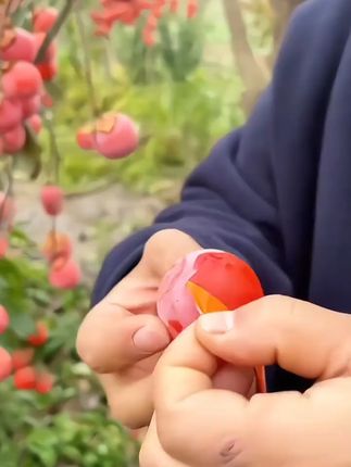 北方也能种的火晶柿子树!当年结果,免费退货放心买! 火晶柿子树苗南北方种植