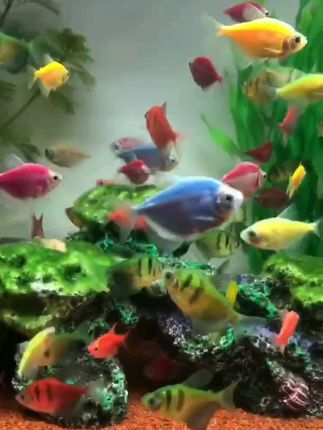 多彩小鱼在梦幻水族箱畅游 观赏色彩斑斓的小鱼在布置精美的水族箱欢快游动的画面