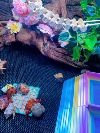 再也不怕饲料粘底! 养蟹总担心食物被弄脏?试试这款防走、防沾的食具!#寄居蟹日常生活 #寄居蟹好物 #寄居蟹的家 