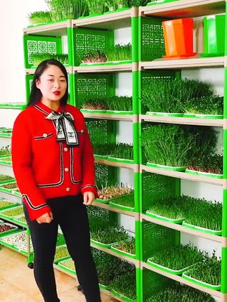 轻松种出新鲜豆芽 在家也能水培绿色蔬菜! 家里有娃总吃外面买的蔬菜不放心?试试自己种!