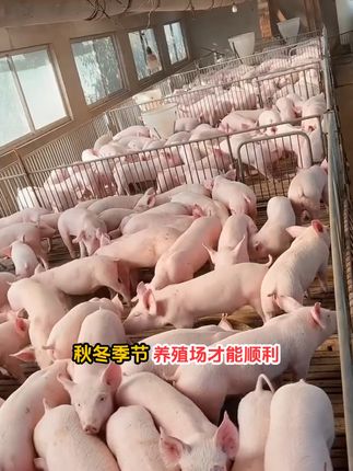 养殖猪牛羊一定要做好预防工作,立秋了养殖户打好基础更重要。