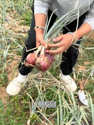 新疆紫皮洋葱新鲜到家!包邮送到手软~ 今天下午开始发货了!拍一发四还包运费!!!快来看看吧~#谁懂这座城的好吃程度