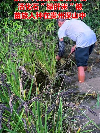 水稻界的活化石“绿肝米” 就算全世界都放弃它,但是苗族人永远都不会忘记它,它就是来自三千多年的古老水稻苗族肝米“绿肝米”#古米 #老品种 