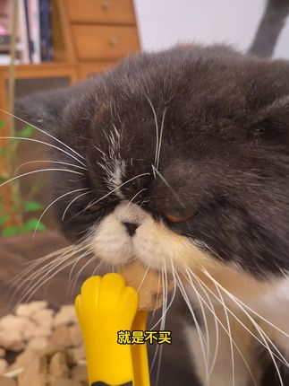 猫咪冻干助排毛增肥零食 #萌宠也是闯入团播赛道了 #毛孩子是最好的时尚单品 #萌宠明星的出道装备真的绝了 #毛孩子夏日遛弯好东西 #老年毛孩子的幸福生活指南