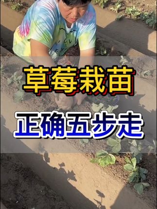 种上这几颗草莓苗,家里就能摘新鲜草莓啦!包邮到家 草莓苗活动来啦!下单即送运费险,拍一发五超划算!#室内绿植#草莓苗#阳台种植#花卉绿植盆栽#家庭种植