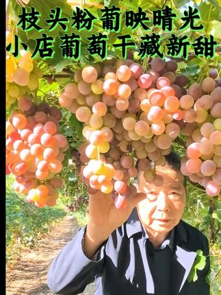 软糯香甜,一口一颗满足你的零食瘾! 踩进新疆葡萄园才懂的惊艳!粉葡萄挂枝晒着太阳,颗颗亮得晃眼~想吃原生态葡萄干的家人们别等,小店现备着这份甜,把新疆的阳光味道拎回家!新疆葡萄干来啦!颗粒饱满、口感丰富、好吃又实惠!#葡萄干 #零食推荐 #追剧小零食 #新疆特产 #丰收的味道在抖音