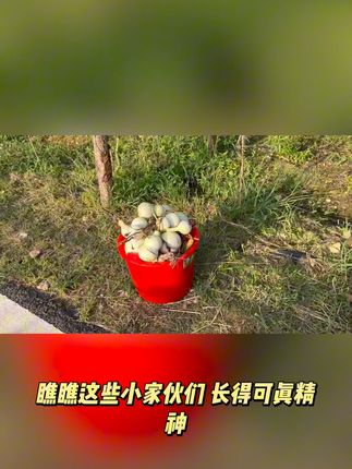 家居装饰新风尚,福禄葫芦带来满满吉祥感! 葫芦丰收 寓意美好的雕刻作品!快来了解它的故事吧~#非遗文化传承 #手工 #见者好运 #传统手艺 #万物皆可盘