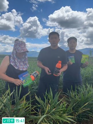 @荷桂生姜1号,@荷桂生姜2号! #种植生姜#三农服务#管理更重要,#荷桂生姜2号对姜瘟病,茎基腐.烂脖子等#1号针对干尖黄叶,纹枯病,白心病等,#抖音助农服农!