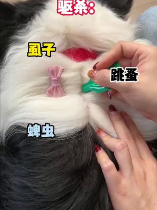 你看见你家狗子身上的寄生虫了吗? #猫咪 #狗狗 #驱虫 #宠物驱虫 #万物皆有灵性