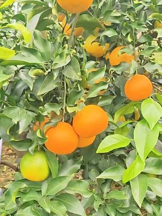 四川38号爱媛果冻橙