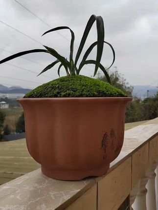 兰花苔藓养得好,全靠这土!免费退,放心买 小颗粒养苔藓铺面,有运费险哦~拍下后不满意还可以退哈~#花卉绿植 #营养土 #种植小技巧 #兰花植料 #兰花